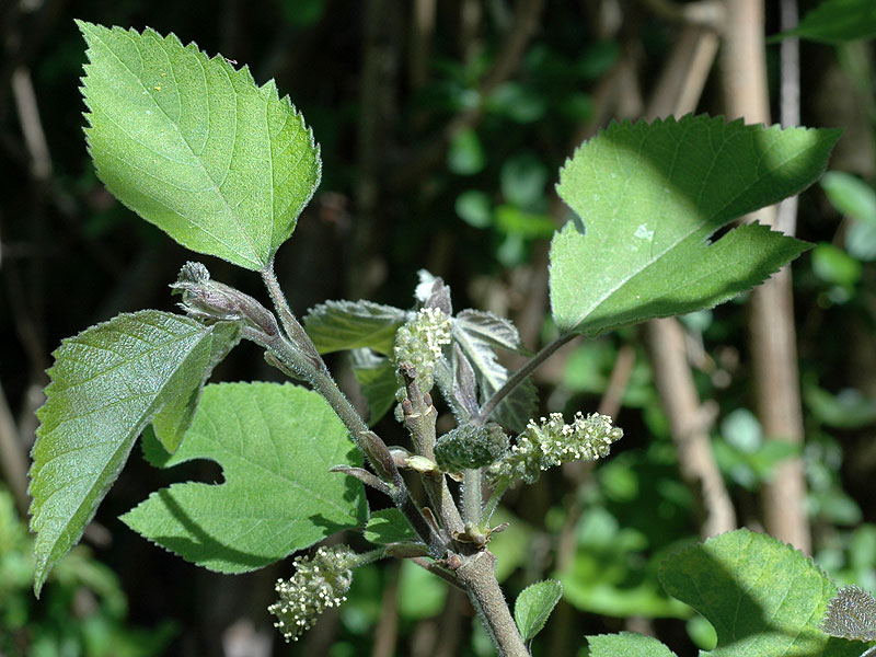 Broussonetia papyrifera