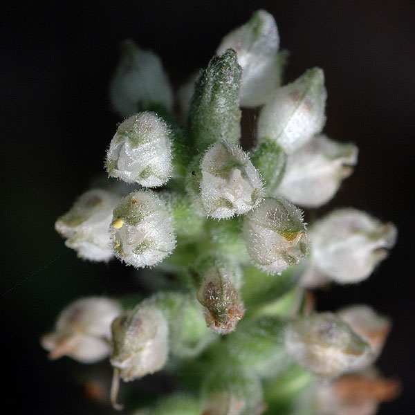 Goodyera pubescens