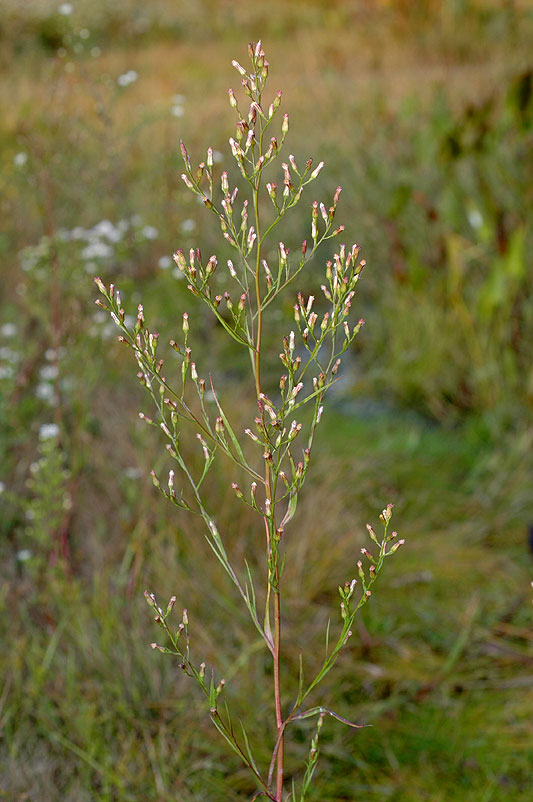 Symphyotrichum subulatum