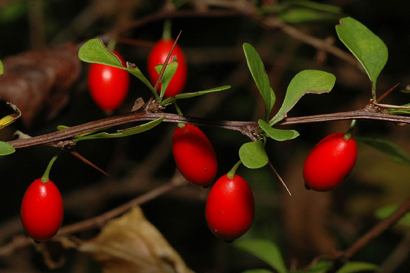 Berberis thunbergii