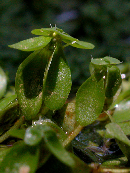 Large Water-starwort