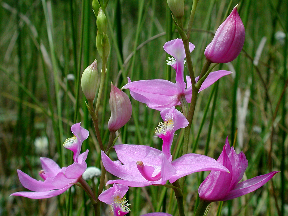 Calopogon tuberosus var. tuberosus