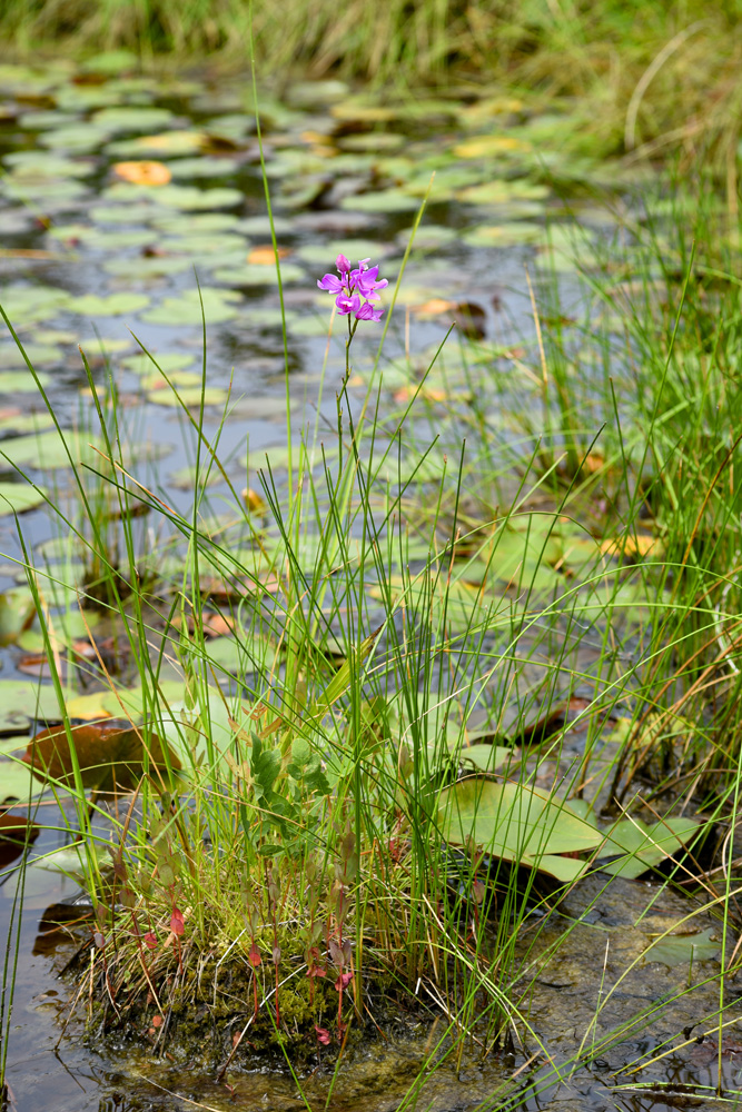 Calopogon tuberosus var. tuberosus