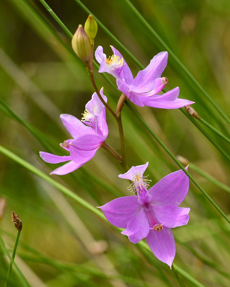 Calopogon tuberosus var. tuberosus