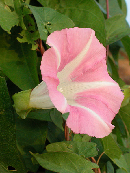 Calystegia sepium var. sepium