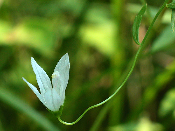 Marsh Bellflower