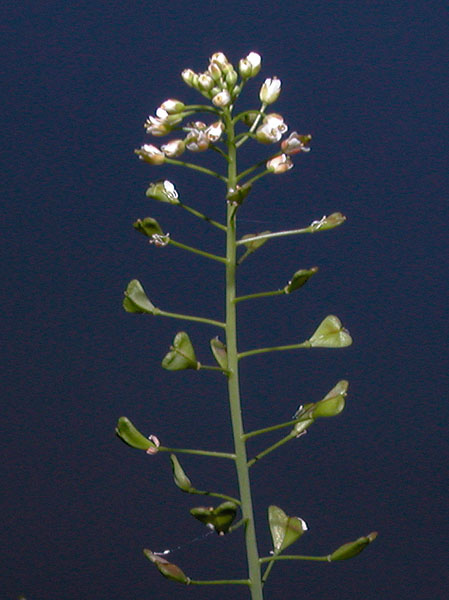 Capsella bursa-pastoris