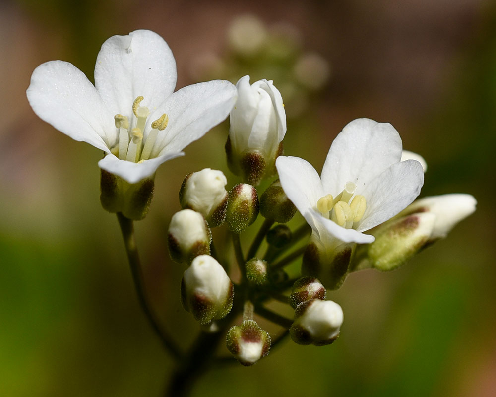 Bulbous Bitter-cress