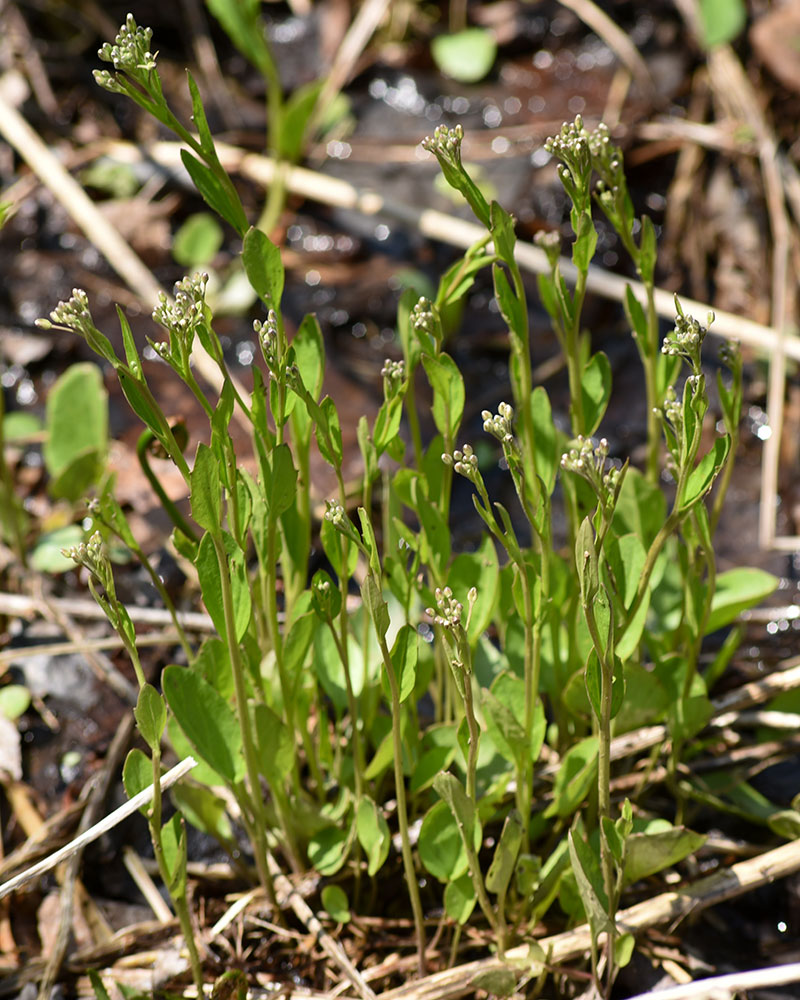 Bulbous Bitter-cress