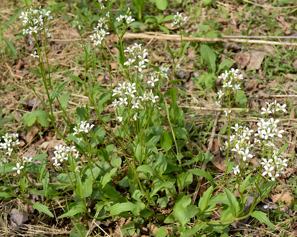Cardamine bulbosa