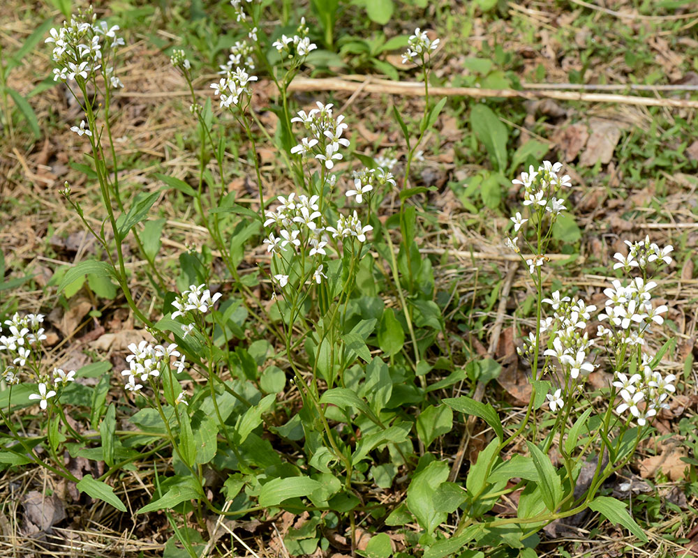 Bulbous Bitter-cress