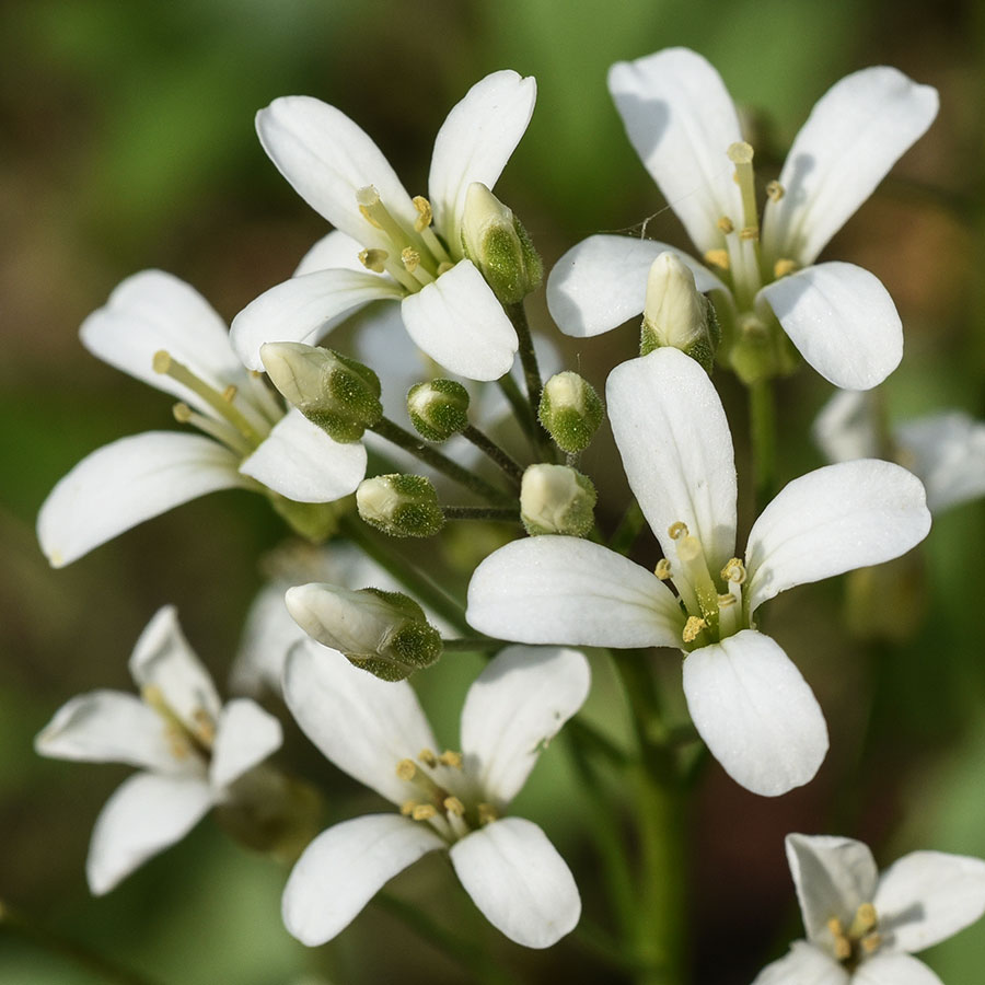 Bulbous Bitter-cress