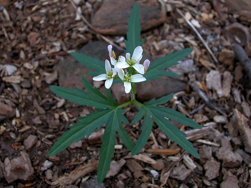 Cutleaf Toothwort