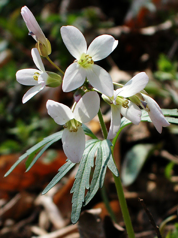 Cutleaf Toothwort