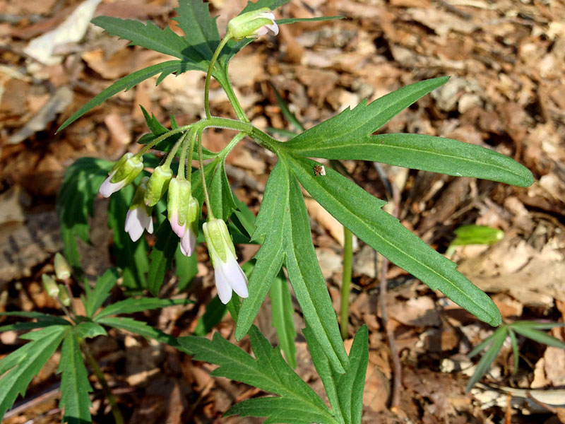 Cutleaf Toothwort