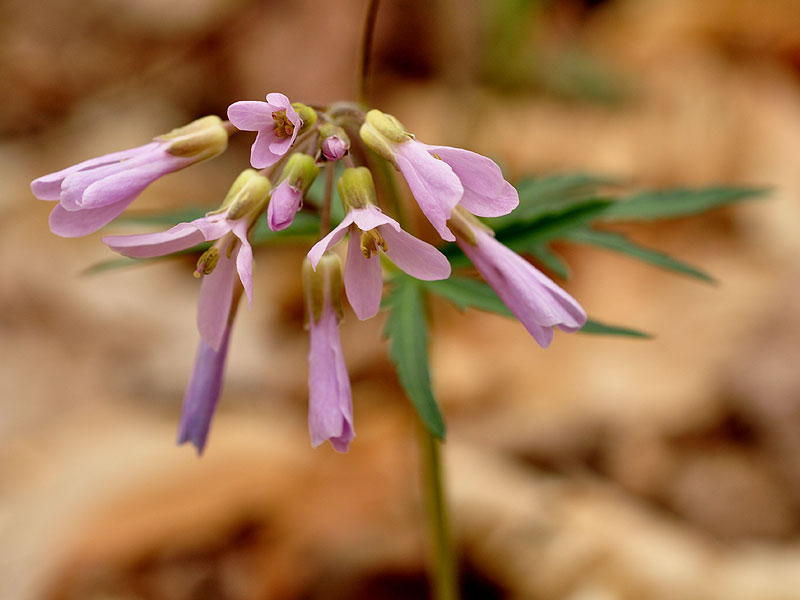 Cardamine concatenata