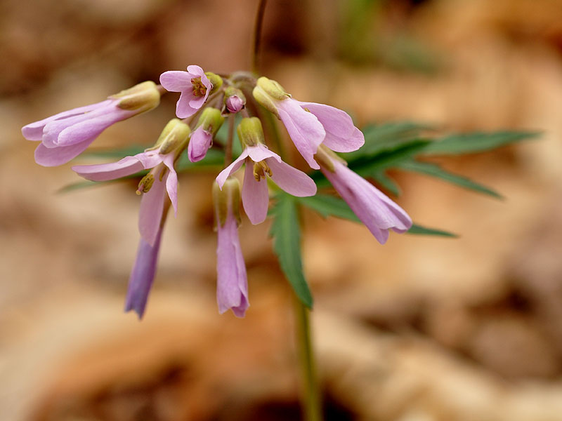 Cutleaf Toothwort