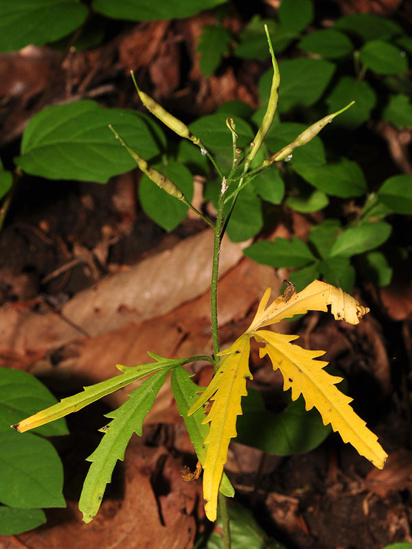 Cutleaf Toothwort