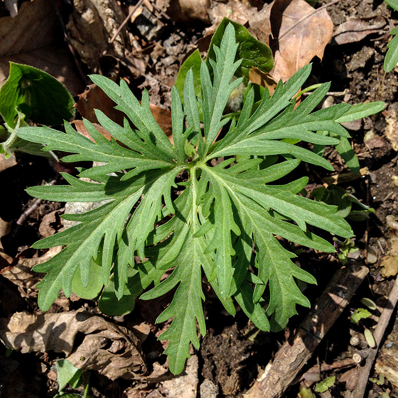 Cutleaf Toothwort