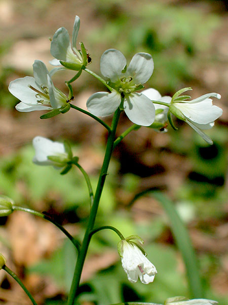 Pepper-root Bittercress