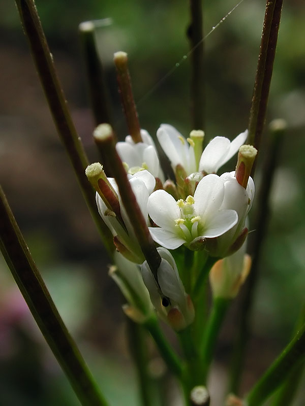 Cardamine hirsuta