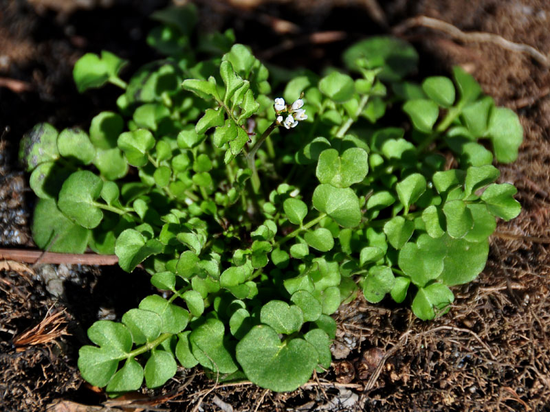 Hairy Bittercress