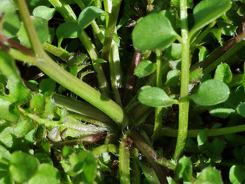 Hairy Bittercress