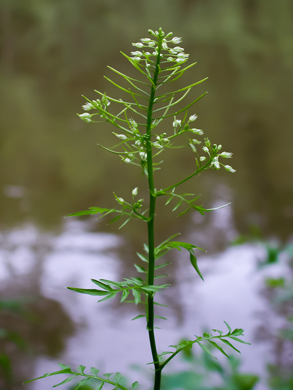 Cardamine impatiens