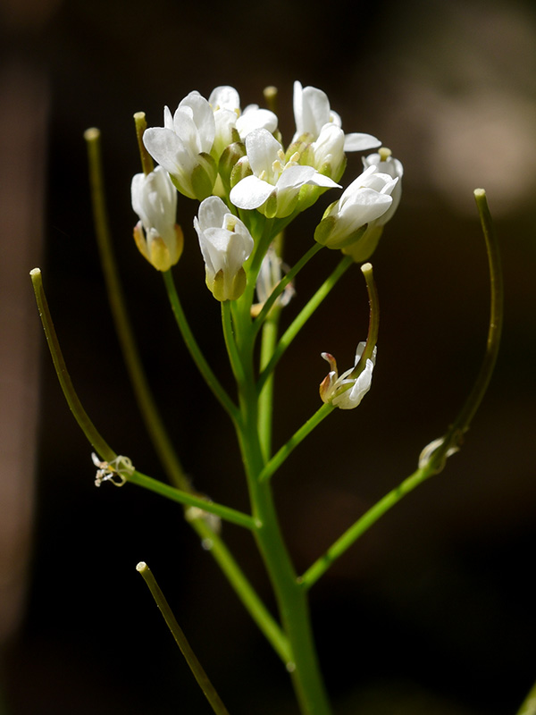 Cardamine pensylvanica