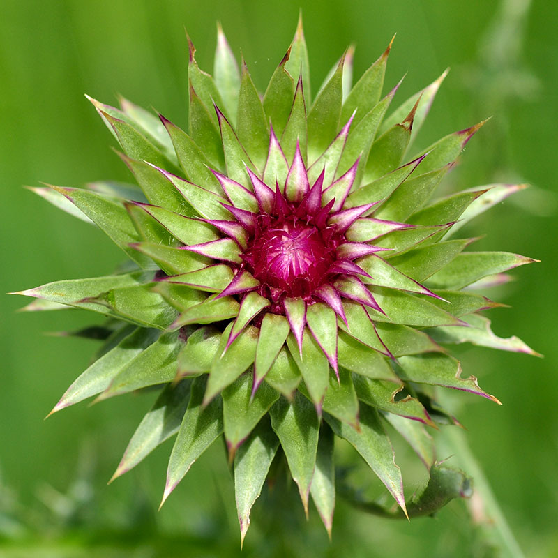 Musk Thistle