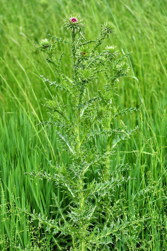 Musk Thistle