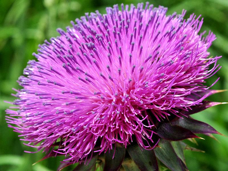 Musk Thistle