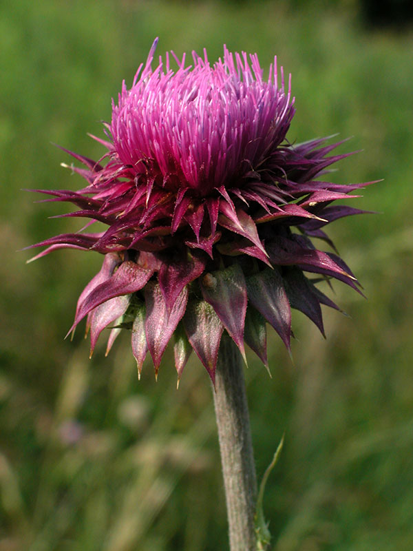 Musk Thistle