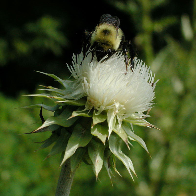 Carduus nutans