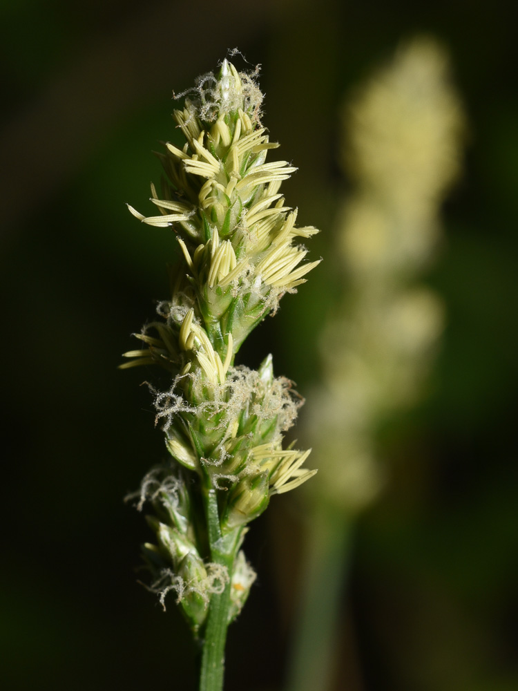 Carex cephalophora