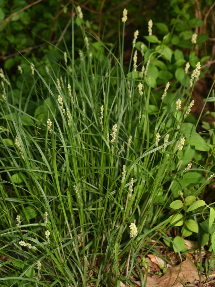 Oval-leaved Sedge