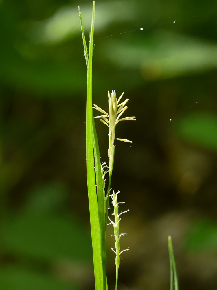 Carex digitalis var. digitalis