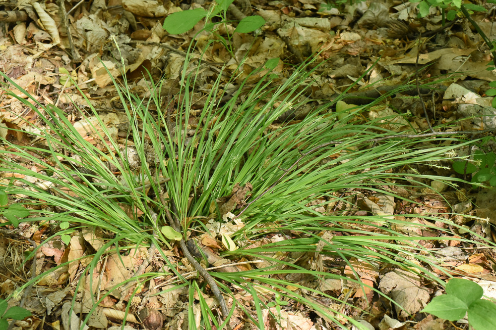 Carex digitalis var. digitalis