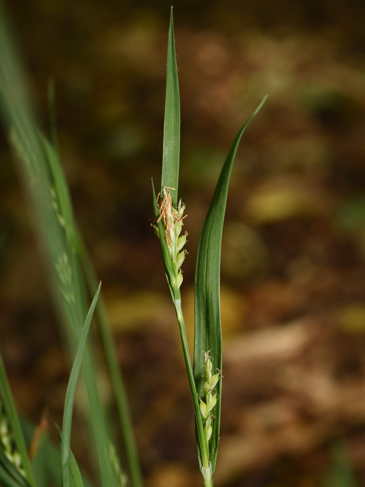 Loose-flowered Sedge