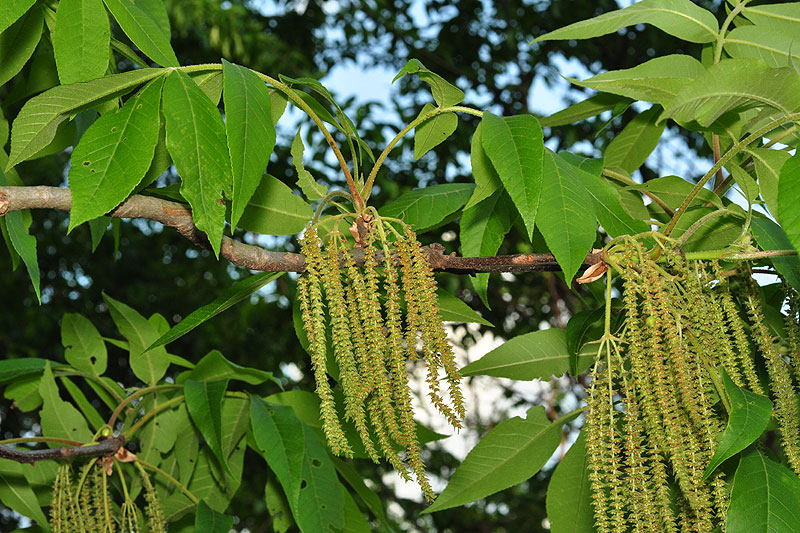 Carya tomentosa