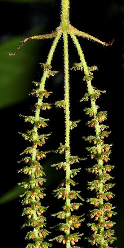 Carya tomentosa