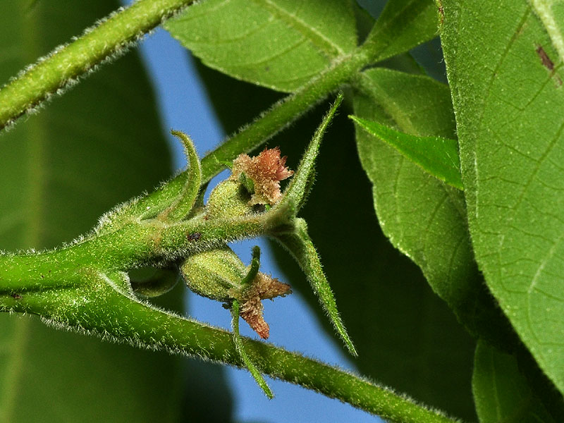 Mockernut Hickory