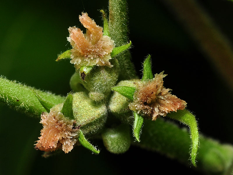 Carya tomentosa