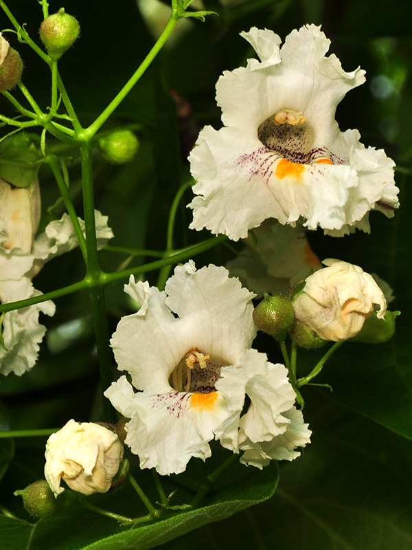 Catalpa bignonioides