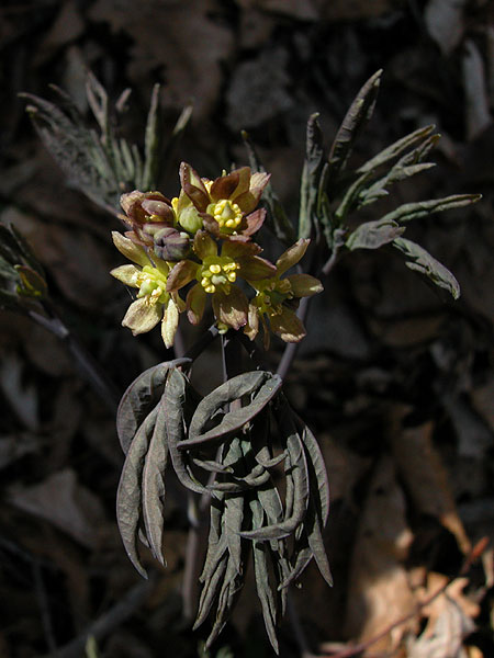 Caulophyllum thalictroides