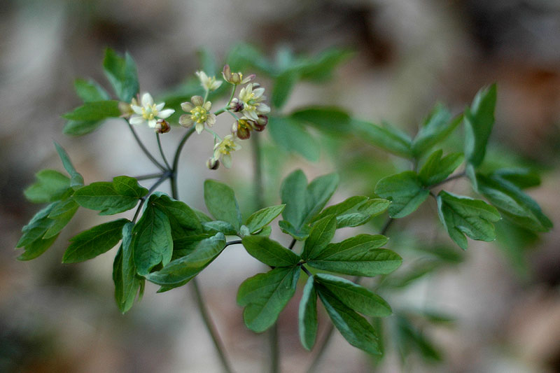 Blue Cohosh