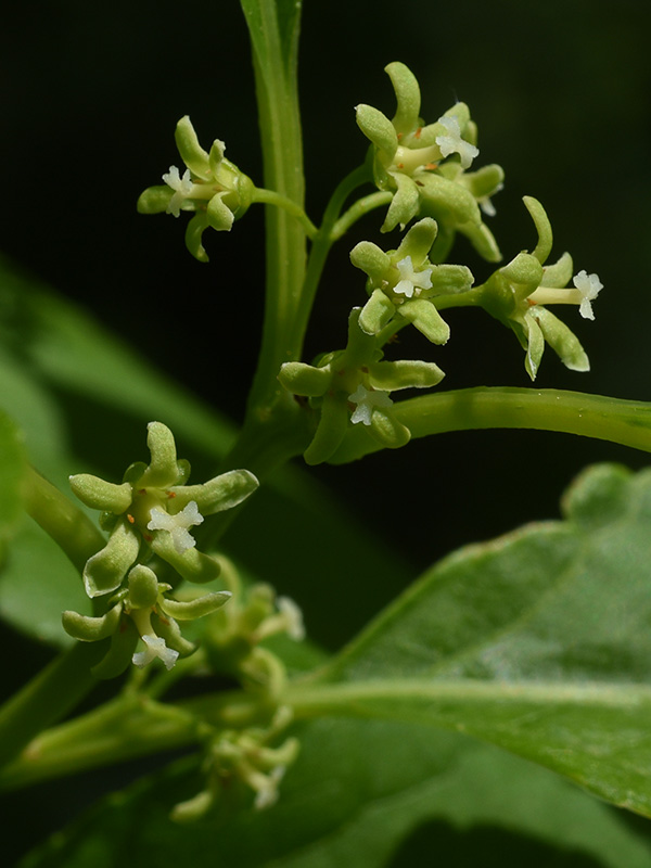 Celastrus orbiculatus