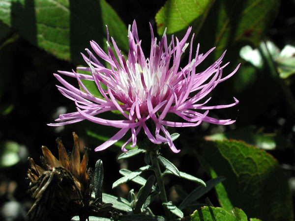 Centaurea stoebe subsp. micranthos