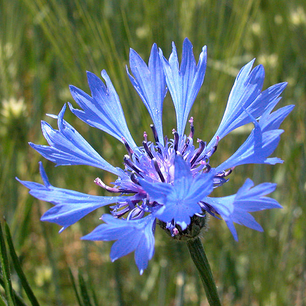 Centaurea cyanus