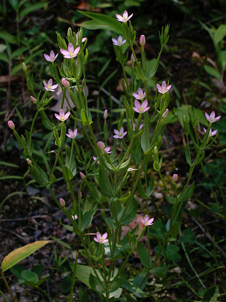 Branching Centaury-plant